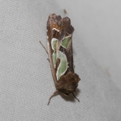 Cosmodes elegans (Green Blotched Moth) at Higgins, ACT - 21 Feb 2023 by AlisonMilton