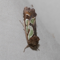 Cosmodes elegans (Green Blotched Moth) at Higgins, ACT - 20 Feb 2023 by AlisonMilton