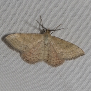 Scopula rubraria at Higgins, ACT - 21 Feb 2023