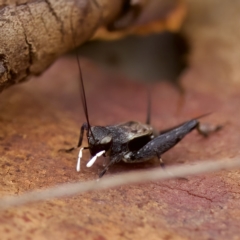 Unidentified Cricket (Orthoptera, several families) at St Ives, NSW - 19 Feb 2023 by KorinneM