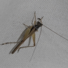 Trigonidium vittaticollis (A sword-tail cricket) at Higgins, ACT - 20 Feb 2023 by AlisonMilton