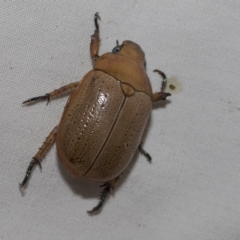 Anoplognathus sp. (genus) (Unidentified Christmas beetle) at Higgins, ACT - 20 Feb 2023 by AlisonMilton