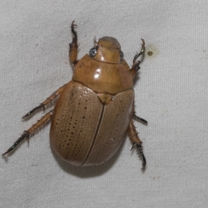 Anoplognathus sp. (genus) at Higgins, ACT - 21 Feb 2023