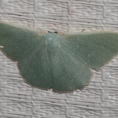 Prasinocyma undescribed species MoV1 (An Emerald moth) at Higgins, ACT - 20 Feb 2023 by AlisonMilton