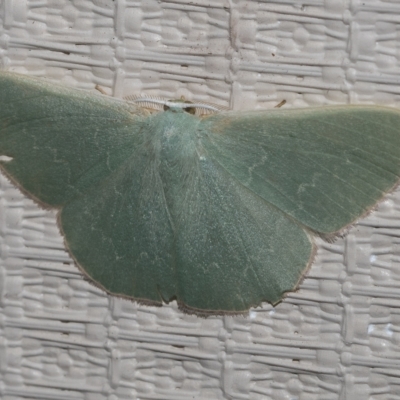 Prasinocyma undescribed species MoV1 (An Emerald moth) at Higgins, ACT - 21 Feb 2023 by AlisonMilton