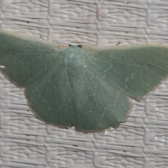 Prasinocyma undescribed species MoV1 (An Emerald moth) at Higgins, ACT - 20 Feb 2023 by AlisonMilton