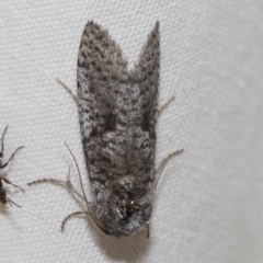 Trigonocyttara clandestina (Less-stick Case Moth) at Higgins, ACT - 20 Feb 2023 by AlisonMilton