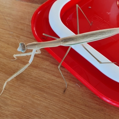 Unidentified Praying mantis (Mantodea) at Yass River, NSW - 20 Feb 2023 by SenexRugosus