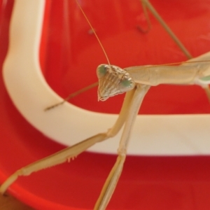 Tenodera australasiae at Yass River, NSW - 20 Feb 2023