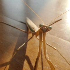 Tenodera australasiae at Yass River, NSW - 20 Feb 2023