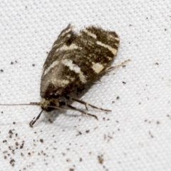 Psychidae (family) MATURE (Case Moth) at Higgins, ACT - 21 Feb 2023 by AlisonMilton