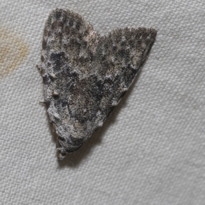 Nola pleurosema (Plain Tuft-moth) at Higgins, ACT - 20 Feb 2023 by AlisonMilton