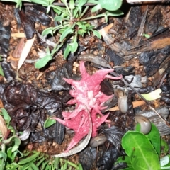 Aseroe rubra (Anemone Stinkhorn) at Holt, ACT - 21 Feb 2023 by VanceLawrence