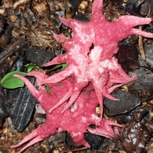 Aseroe rubra at Holt, ACT - 21 Feb 2023