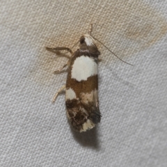 Placocosma hephaestea (A Concealer moth) at Higgins, ACT - 20 Feb 2023 by AlisonMilton