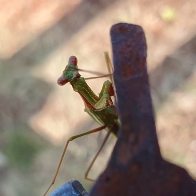 Pseudomantis albofimbriata (False garden mantis) at Rugosa - 21 Feb 2023 by SenexRugosus