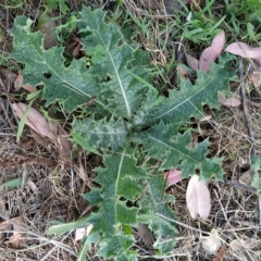 Onopordum acanthium (Scotch Thistle) at Fadden, ACT - 20 Feb 2023 by KumikoCallaway