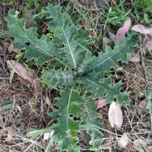 Onopordum acanthium at Fadden, ACT - 21 Feb 2023 08:10 AM