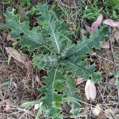 Onopordum acanthium (Scotch Thistle) at Fadden, ACT - 21 Feb 2023 by KumikoCallaway