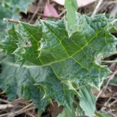 Onopordum acanthium at Fadden, ACT - 21 Feb 2023