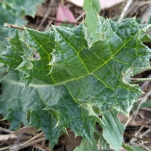 Onopordum acanthium at Fadden, ACT - 21 Feb 2023