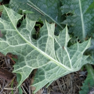 Onopordum acanthium at Fadden, ACT - 21 Feb 2023