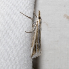 Hednota species near grammellus (Pyralid or snout moth) at Higgins, ACT - 20 Feb 2023 by AlisonMilton