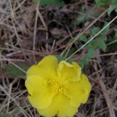 Hibbertia obtusifolia (Grey Guinea-flower) at Fadden, ACT - 21 Feb 2023 by KumikoCallaway