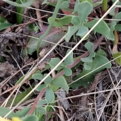 Hibbertia obtusifolia at Fadden, ACT - 21 Feb 2023 08:02 AM