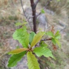 Prunus avium at Fadden, ACT - 21 Feb 2023