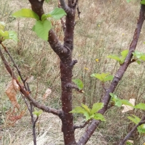 Prunus avium at Fadden, ACT - 21 Feb 2023