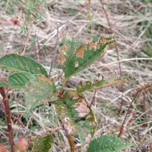 Prunus avium at Fadden, ACT - 21 Feb 2023 08:00 AM