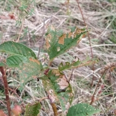 Prunus sp. (A Plum) at Fadden, ACT - 20 Feb 2023 by KumikoCallaway
