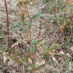 Prunus avium at Fadden, ACT - 21 Feb 2023 08:00 AM