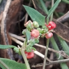 Einadia nutans (Climbing Saltbush) at Fadden, ACT - 20 Feb 2023 by KumikoCallaway