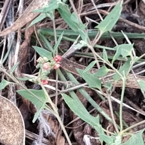 Einadia nutans at Fadden, ACT - 21 Feb 2023 07:19 AM