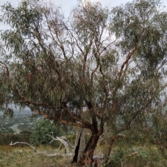 Eucalyptus nortonii (Mealy Bundy) at Wanniassa Hill - 20 Feb 2023 by KumikoCallaway
