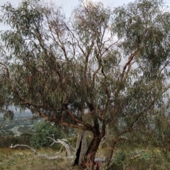 Eucalyptus nortonii (Mealy Bundy) at Fadden, ACT - 20 Feb 2023 by KumikoCallaway