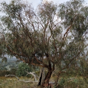 Eucalyptus nortonii at Wanniassa Hill - 21 Feb 2023