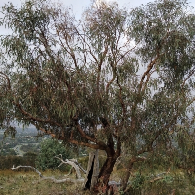Eucalyptus nortonii (Mealy Bundy) at Fadden, ACT - 20 Feb 2023 by KumikoCallaway