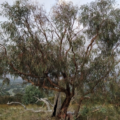 Eucalyptus nortonii (Mealy Bundy) at Fadden, ACT - 21 Feb 2023 by KumikoCallaway