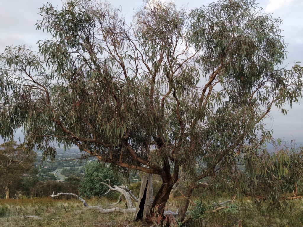 Eucalyptus nortonii at Fadden, ACT - 21 Feb 2023