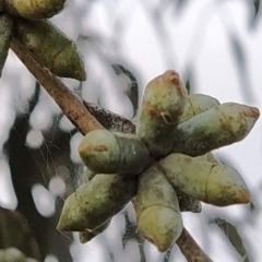 Eucalyptus nortonii at Fadden, ACT - 21 Feb 2023