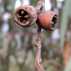 Eucalyptus nortonii at Wanniassa Hill - 21 Feb 2023 07:01 AM