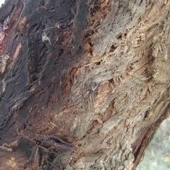 Eucalyptus nortonii at Fadden, ACT - 21 Feb 2023