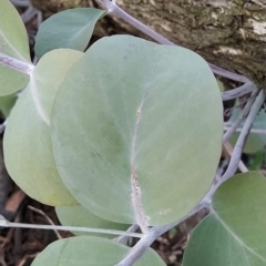 Eucalyptus nortonii at Wanniassa Hill - 21 Feb 2023 07:01 AM