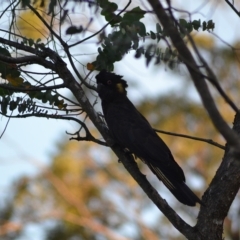 Zanda funerea (Yellow-tailed Black-Cockatoo) at Oakdale, NSW - 21 Feb 2023 by bufferzone