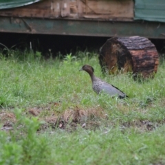 Chenonetta jubata (Australian Wood Duck) at Oakdale, NSW - 14 Sep 2022 by bufferzone