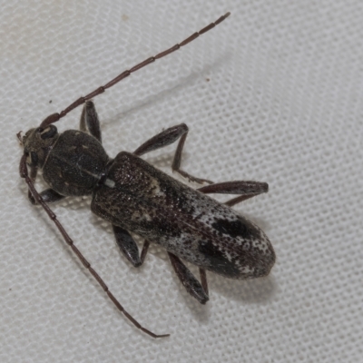Phacodes personatus (Longhorn beetle) at Higgins, ACT - 20 Feb 2023 by AlisonMilton