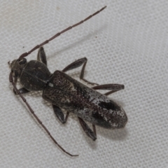 Phacodes personatus (Longhorn beetle) at Higgins, ACT - 20 Feb 2023 by AlisonMilton